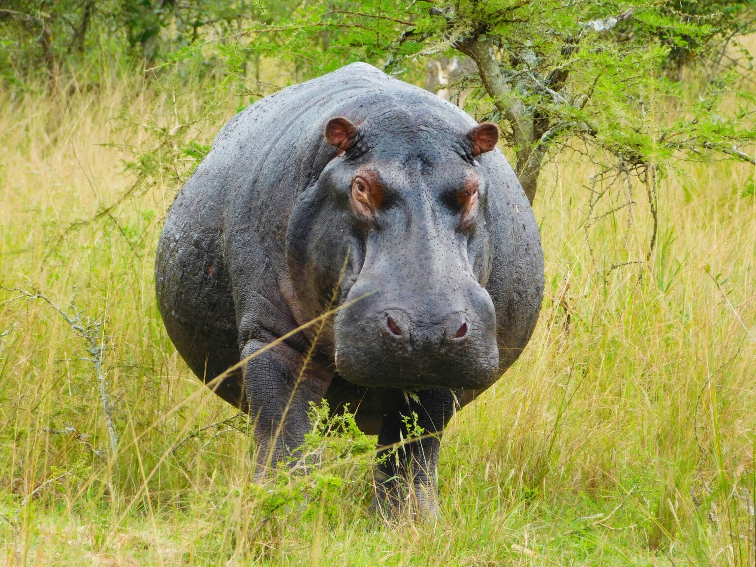 hippos-of-Akagera