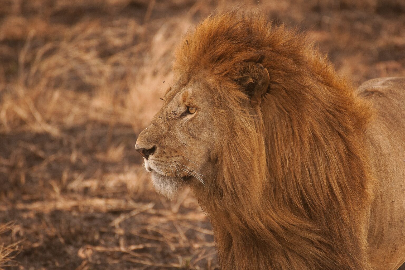 Akagera-national-park-lions