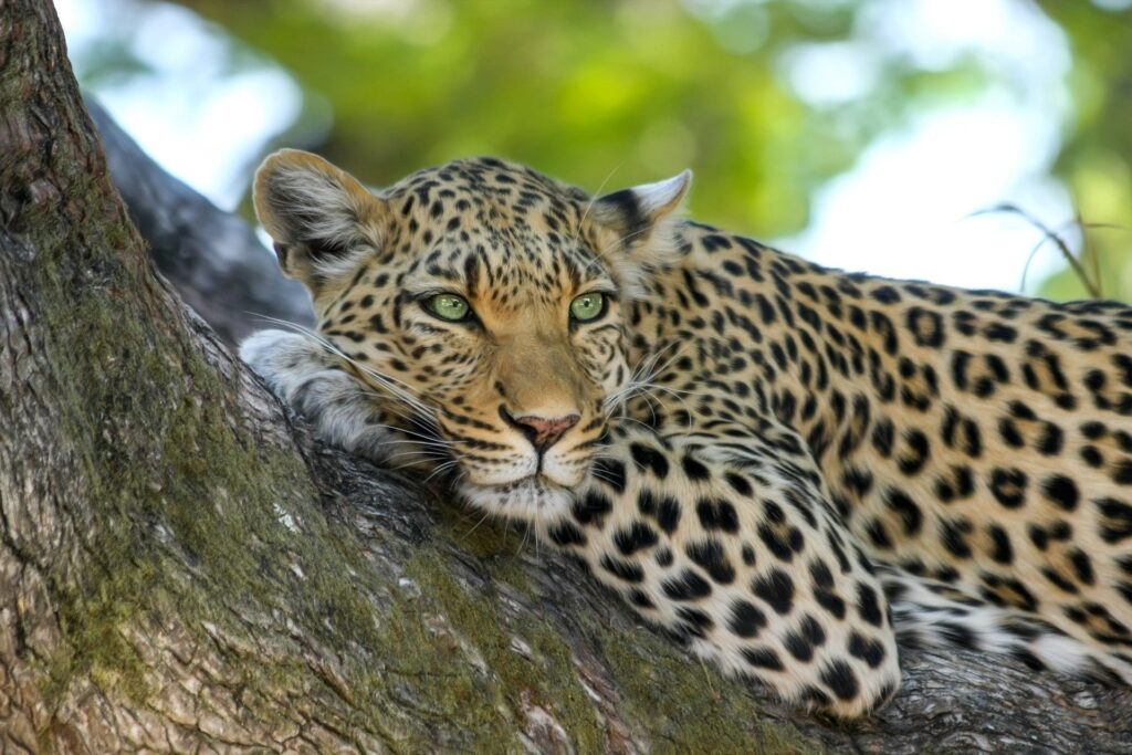Akagera-national-park-safari-rwanda