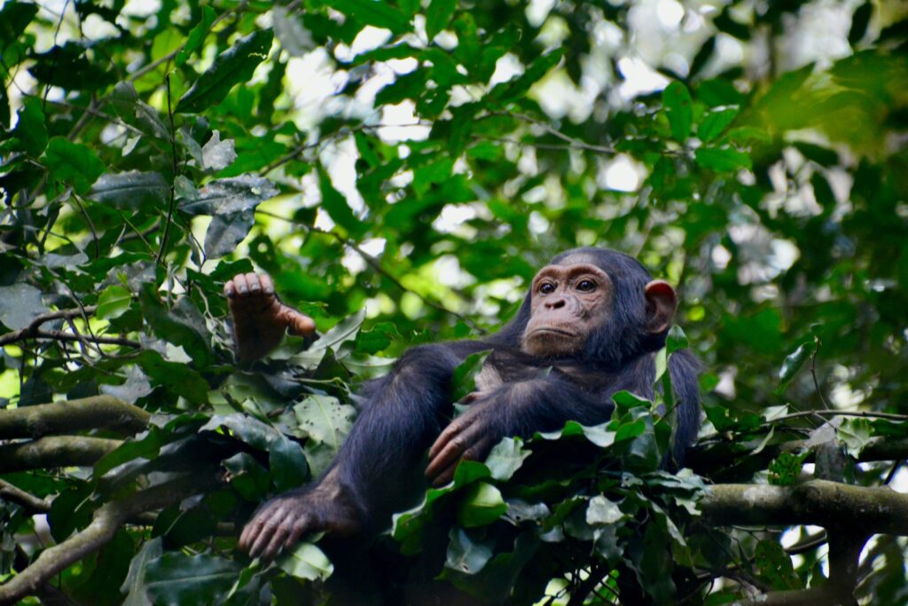 Chimpanzees-Virunga-mountains