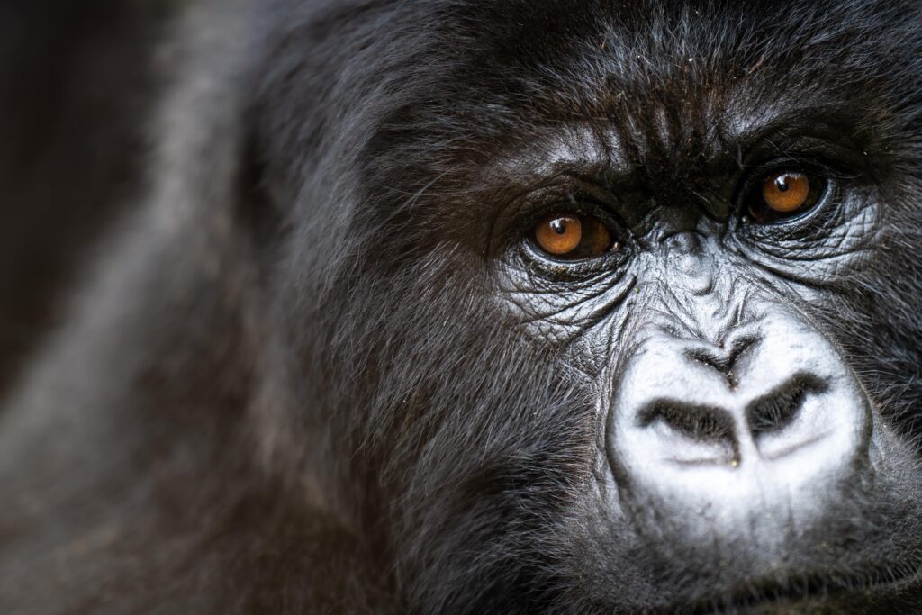 Mountain-Gorillas-vs-Lowland-Gorillas