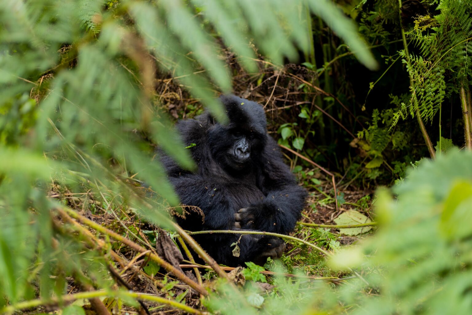 Virunga-mountain-gorilla-tours-trekking