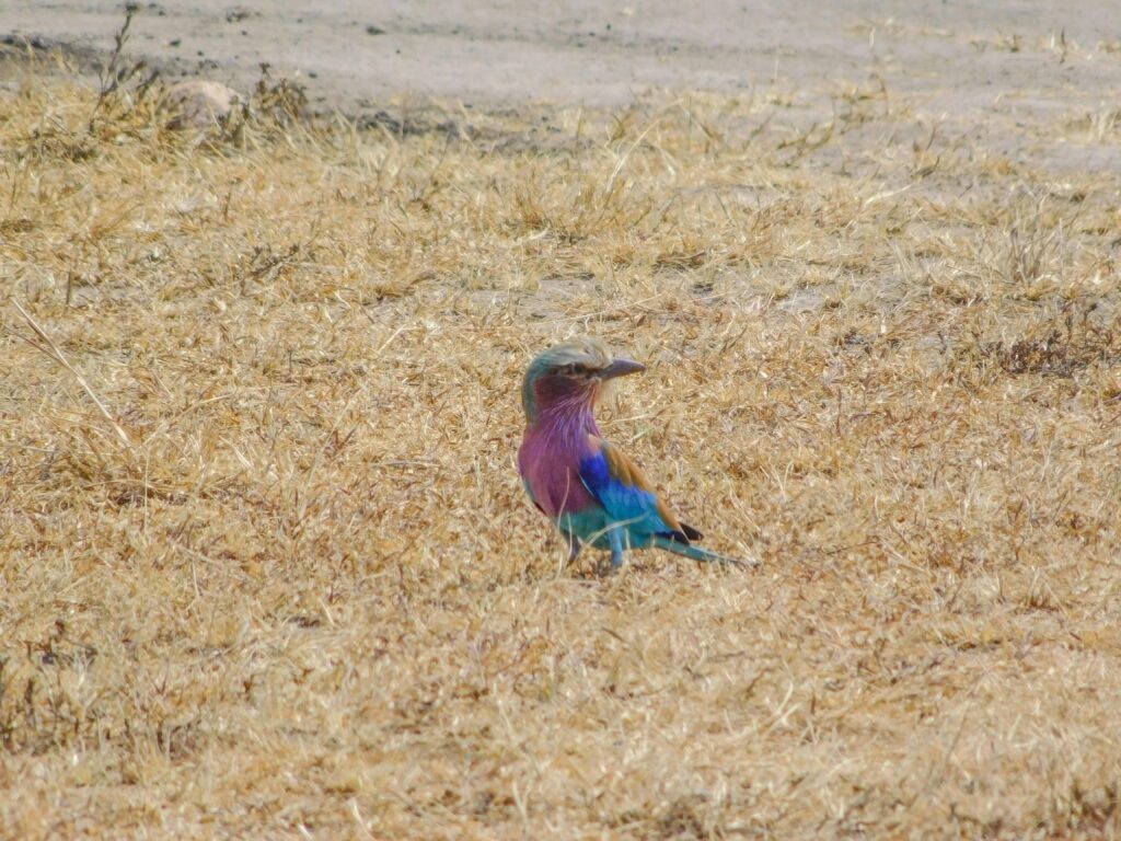 Virunga-mountain-birds
