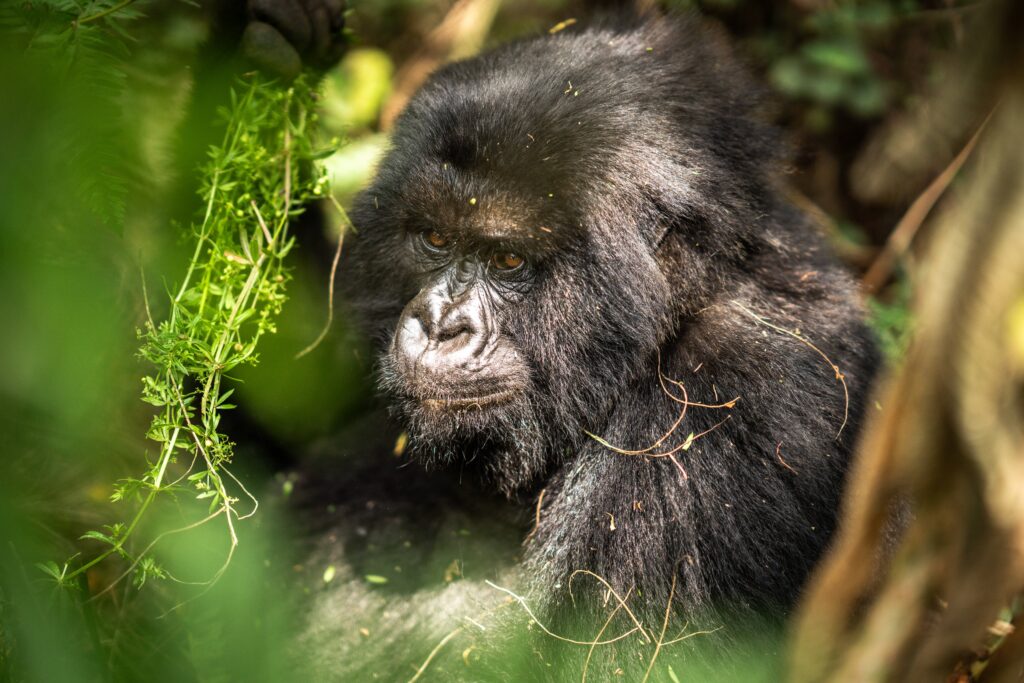 Virunga-mountain-gorilla-tours