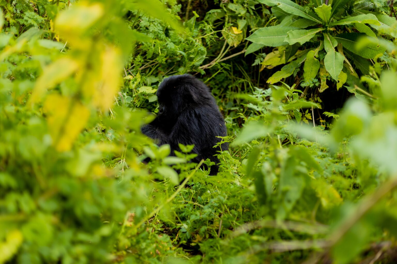 Virunga-ountain-gorilla-tours-mount-nyiragongo