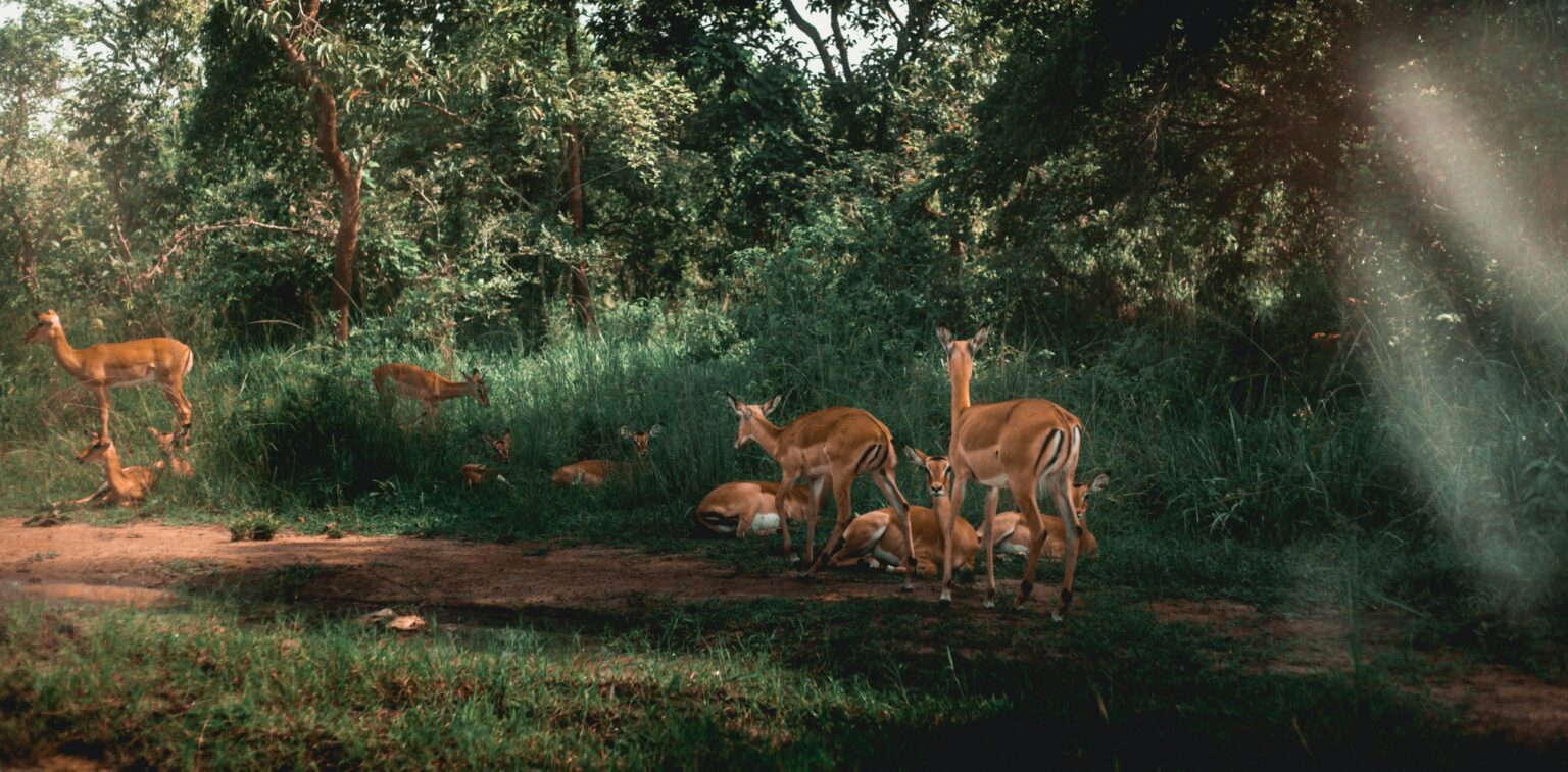 Rwanda-national-parks-different-types-of-animals