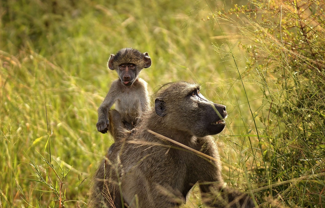 baboon-rwanda-safari