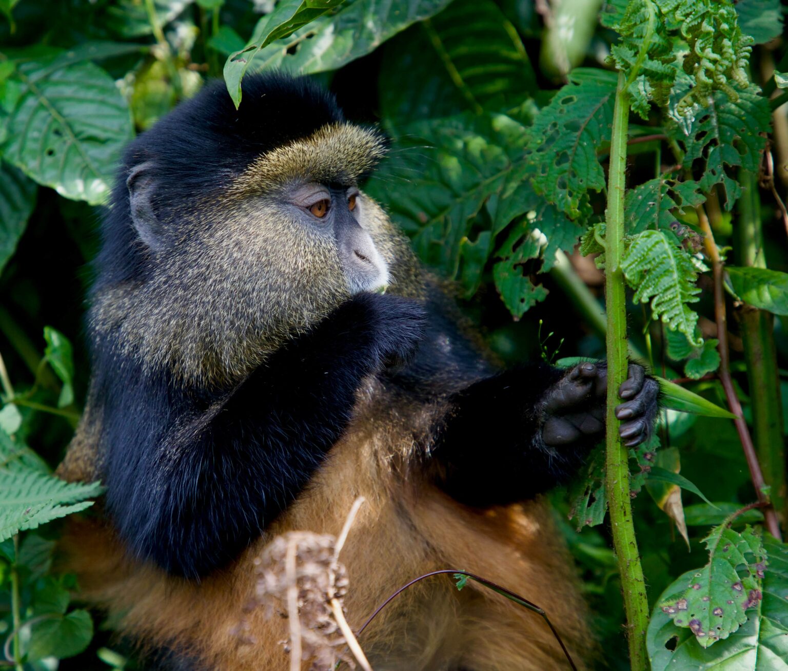best-golden-monkey-trekking
