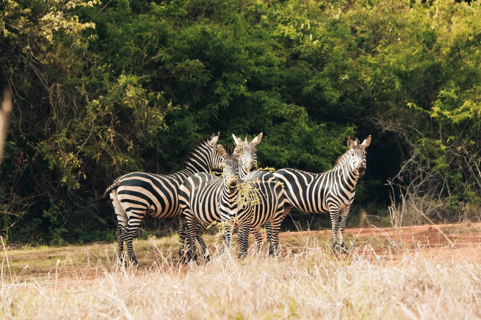best-time-to-visit-akagera-national-park-for-a-safari