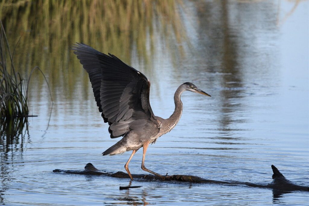 blue-heron-rwanda-tours