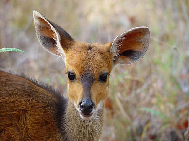 bushbuck-virunga-mountains