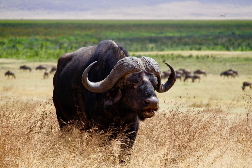 cape-buffalo-virunga-national-park