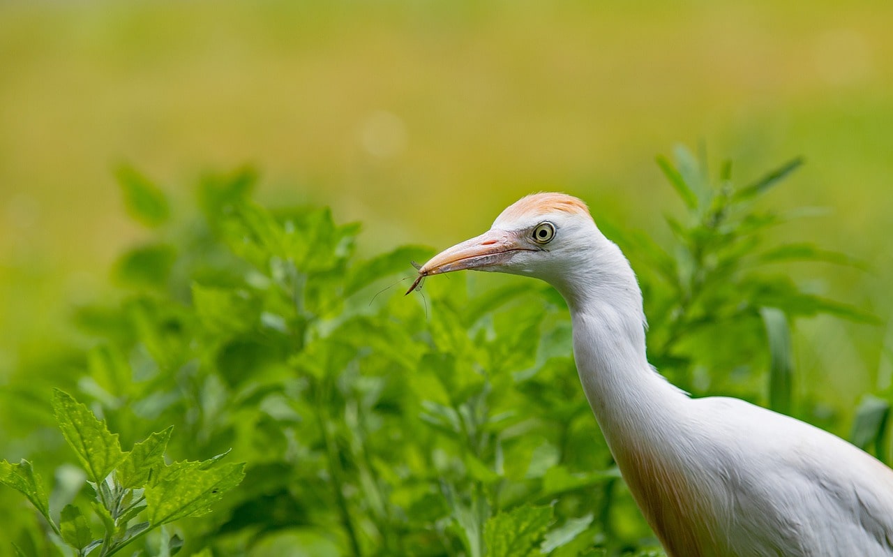 cattle-egret-in-akagera-safari