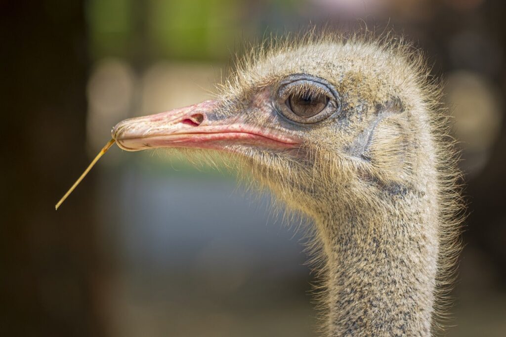 common-ostrich-akagera-national-park