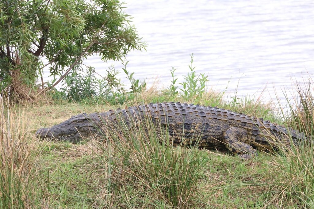 crocodile-rwanda