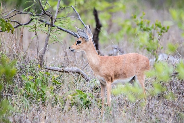 duiker-virunga-national-park