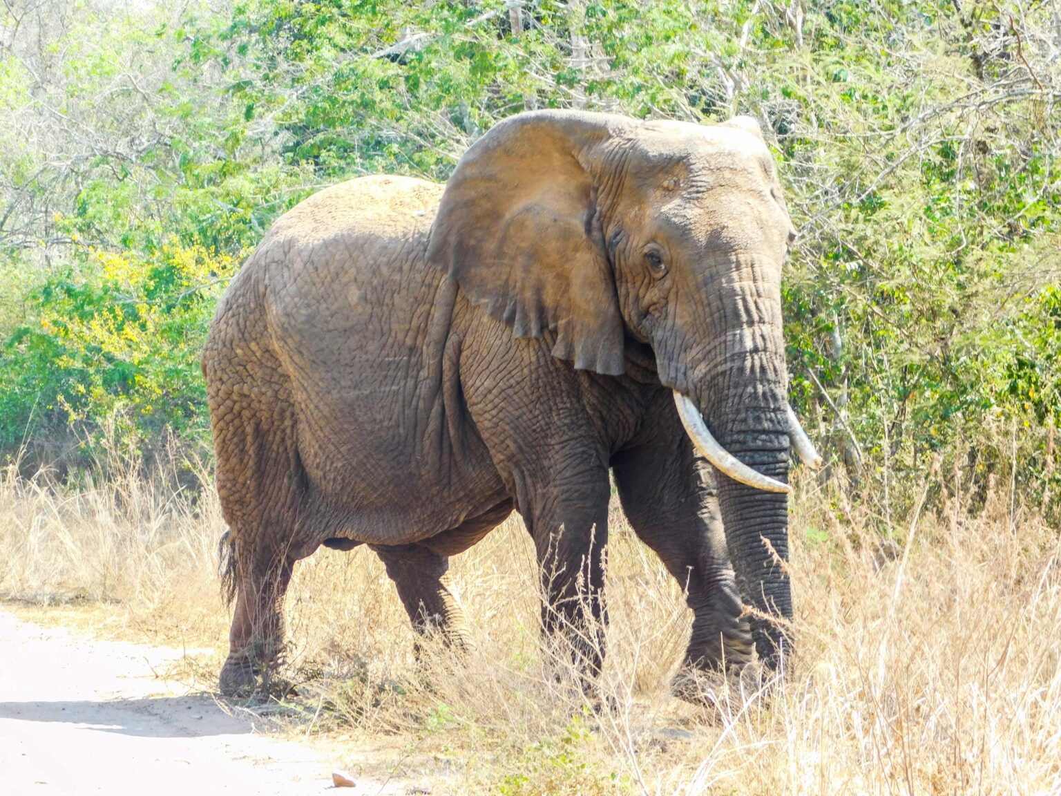 rwandan-elephants