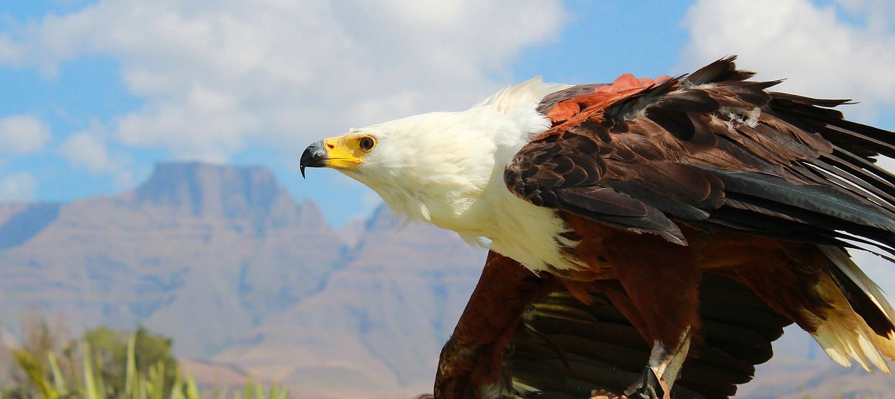 fish-eagle-rwanda-safari-tour