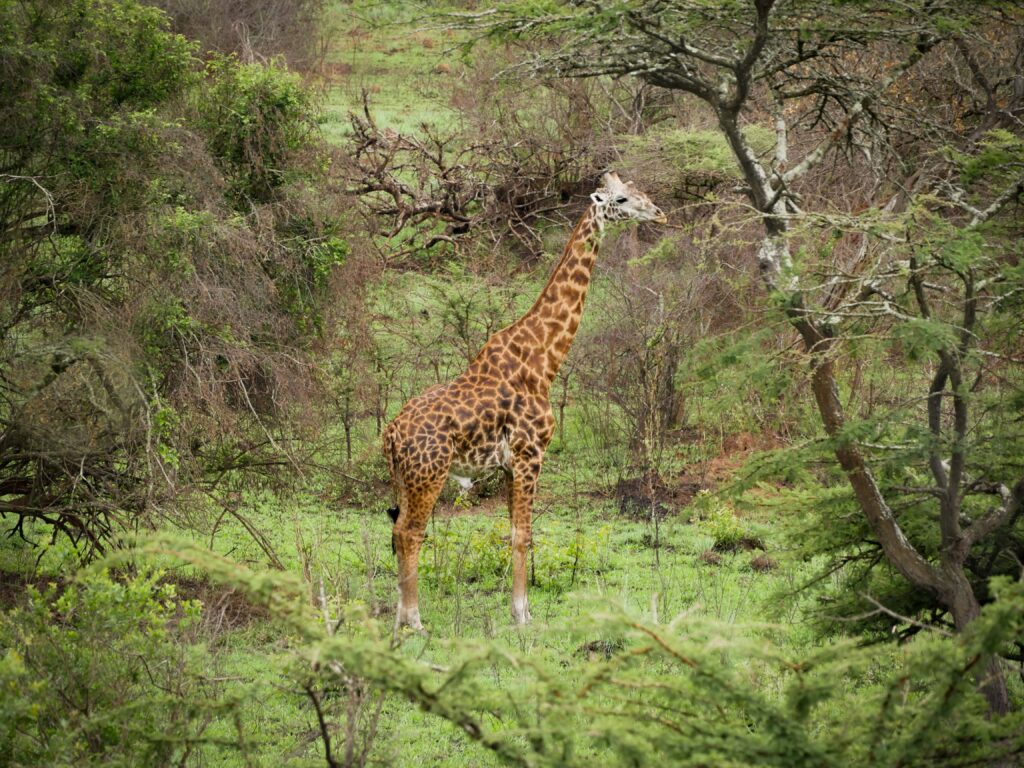 giraffes-akagera-national-park-safari