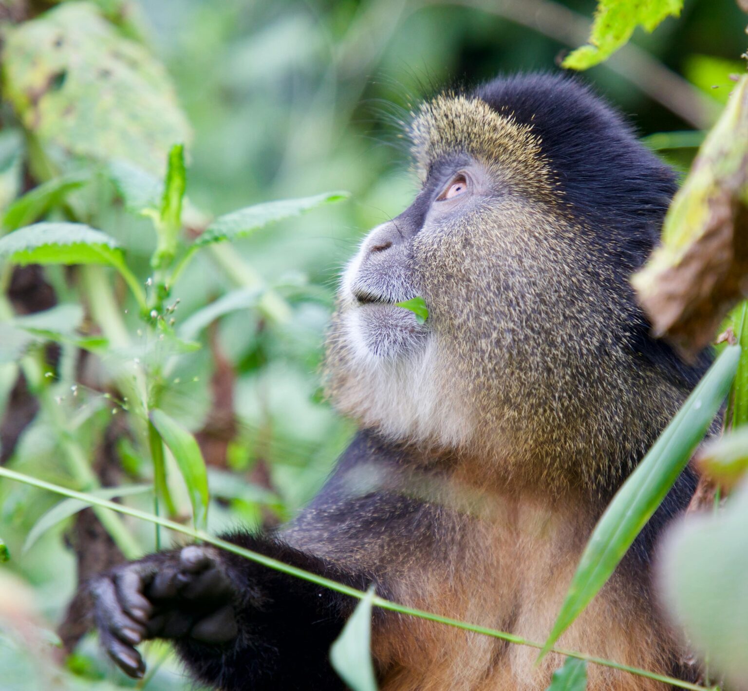 golden-monkey-trekking-tour