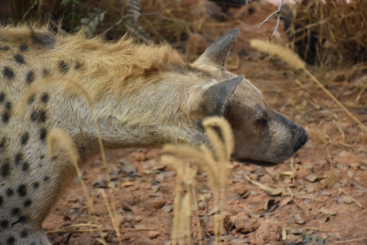 hyena-rwanda-safari