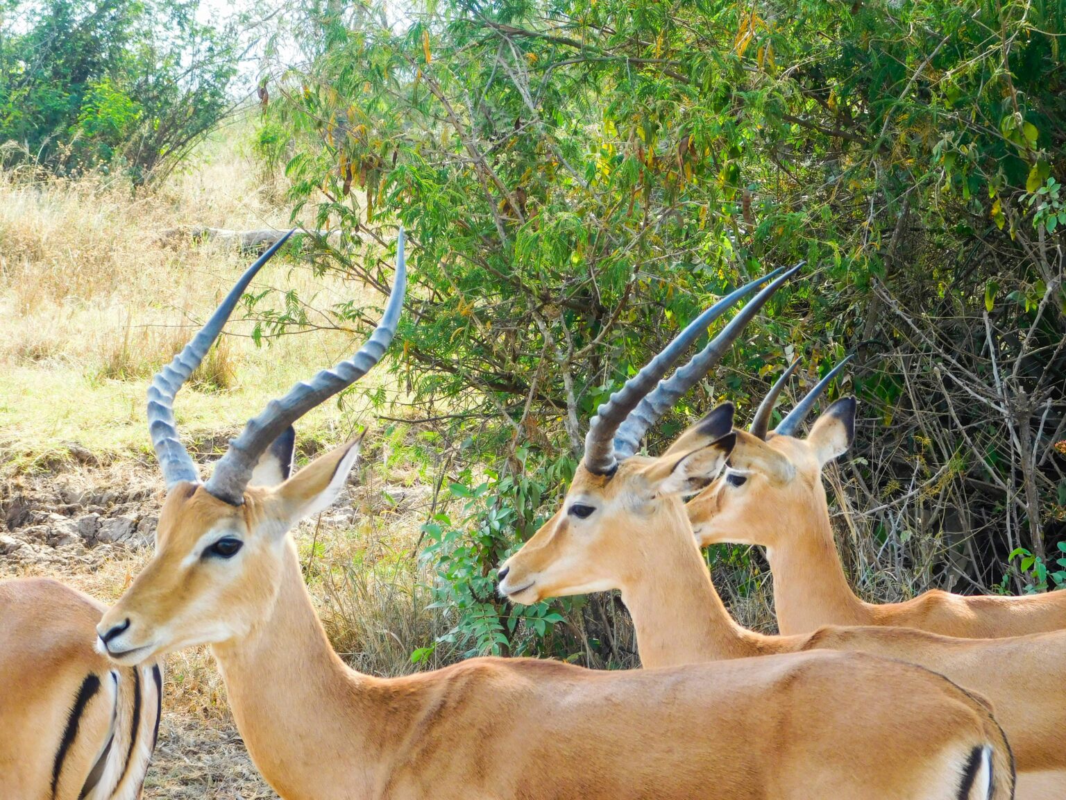 impala-akagera-national-park-safari-tour