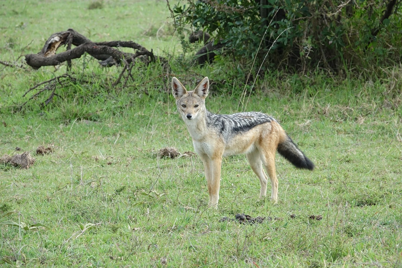 jackals-rwanda-safari
