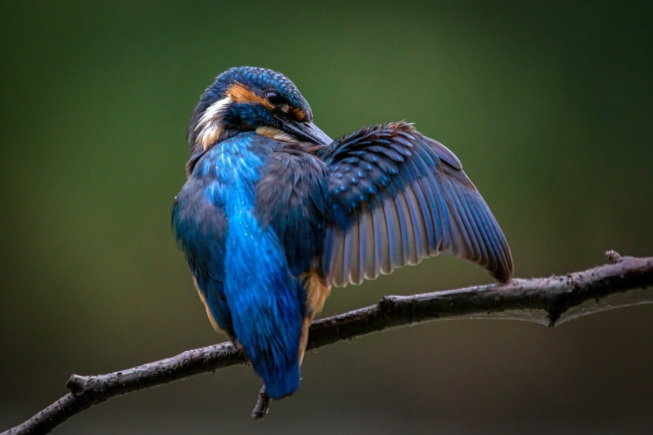 kingfisher-rwanda-bird-tour