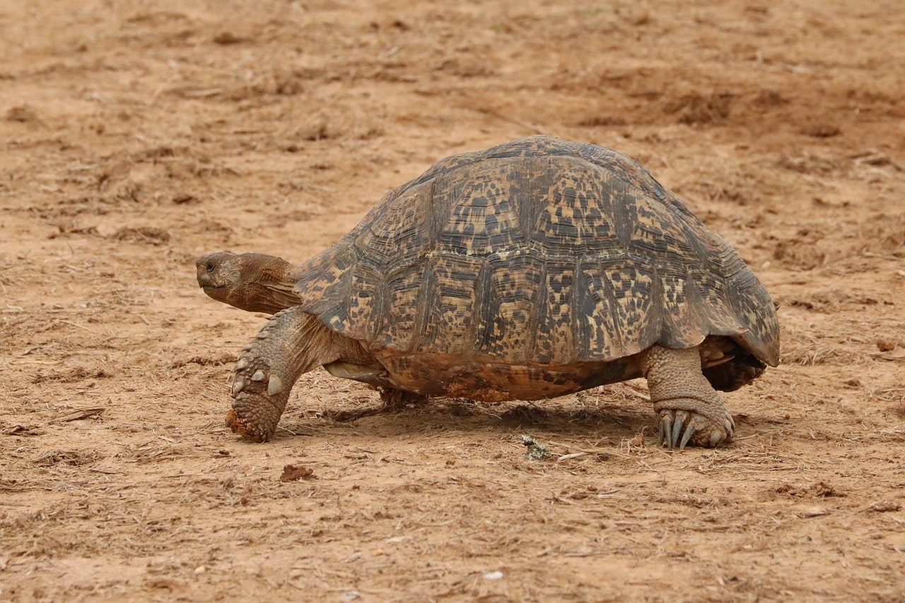 leopard-mountain-turtle-akagera