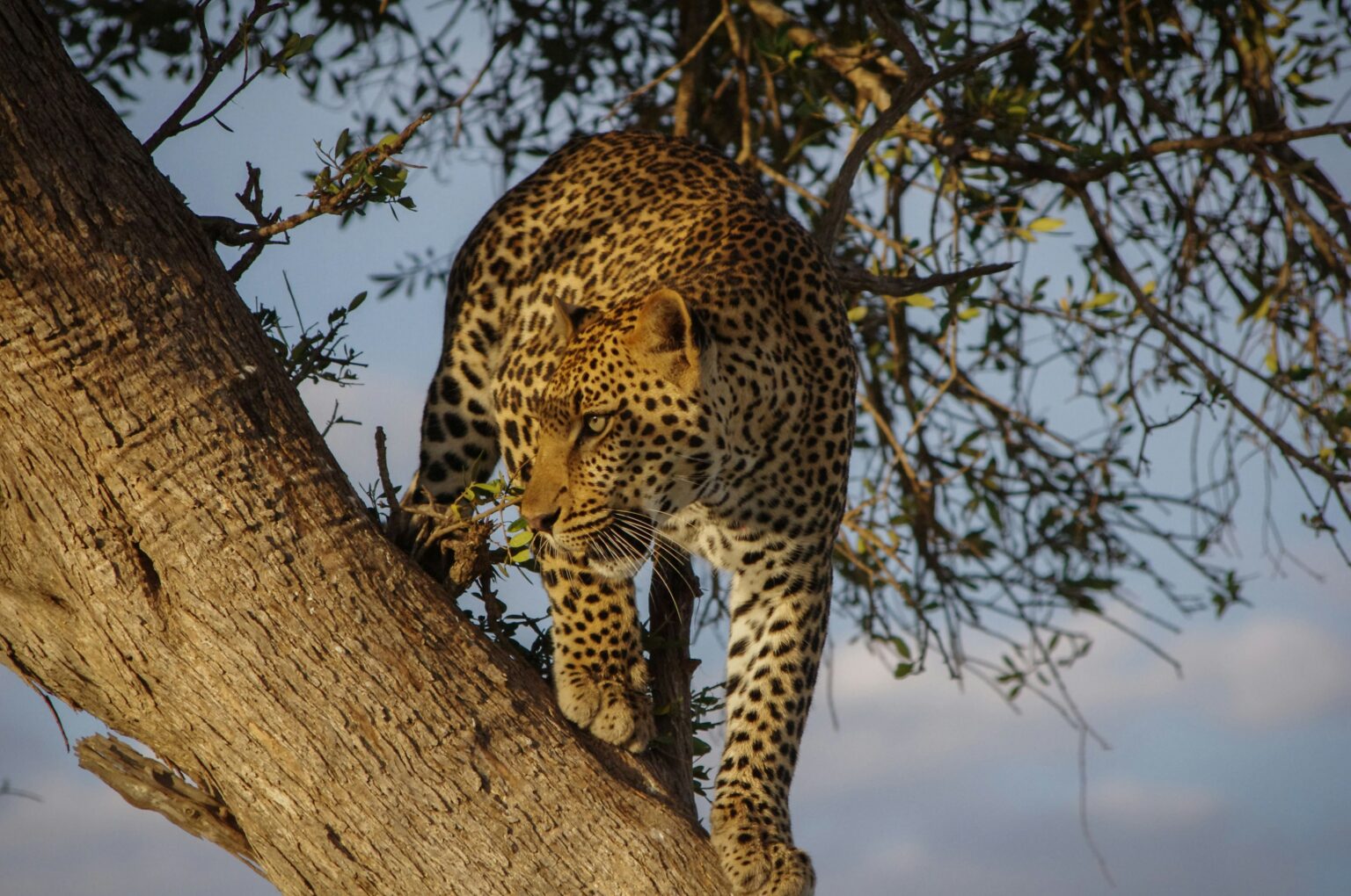 leopards-in-Akagera-National-park