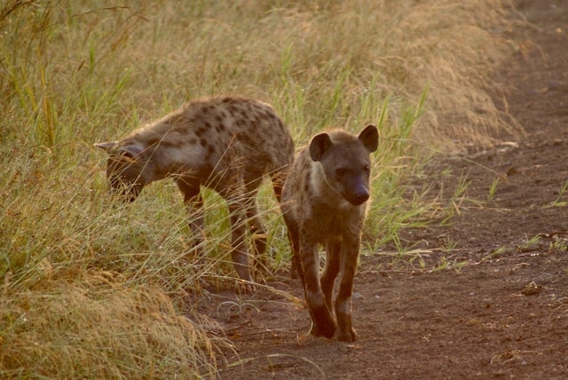 virunga-national-park-hyenas