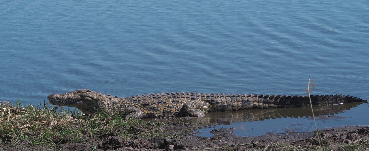 nile-crocodile-akagera-national-park