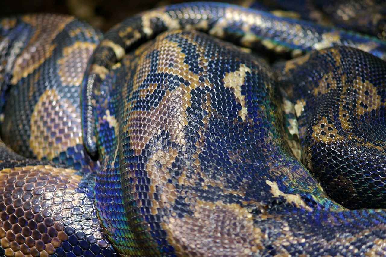 rock-python-akagera-national-park