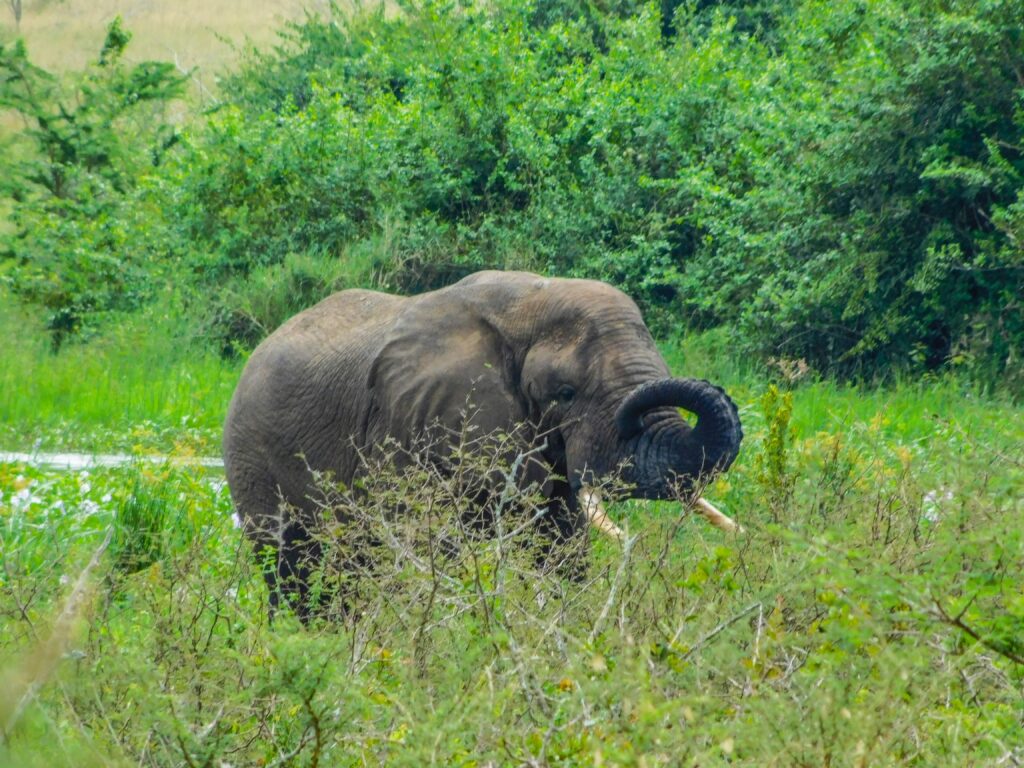 rwandan-elephants-virunga-ountains
