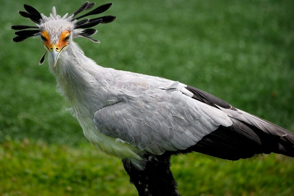 secretary-birds-rwanda-safari