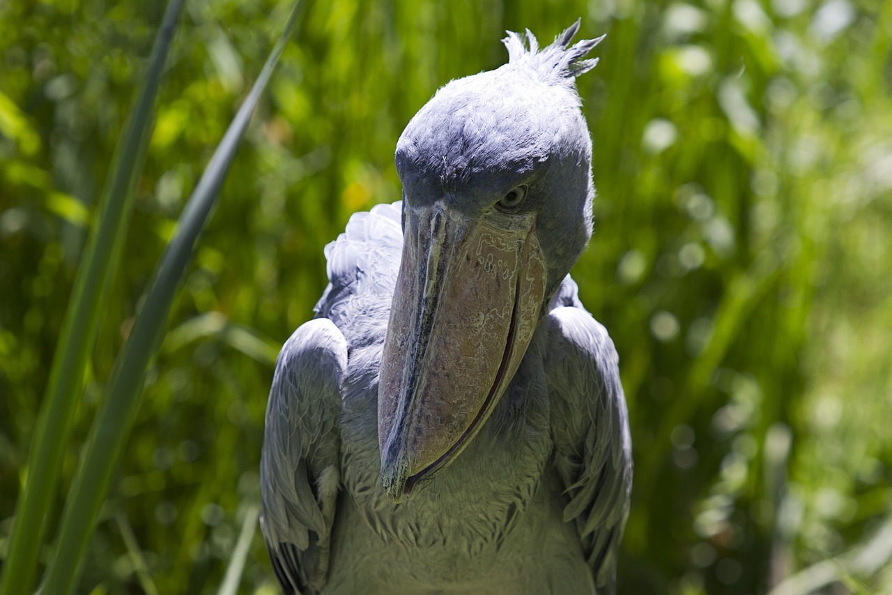 shoebill-stork-rwanda-safari