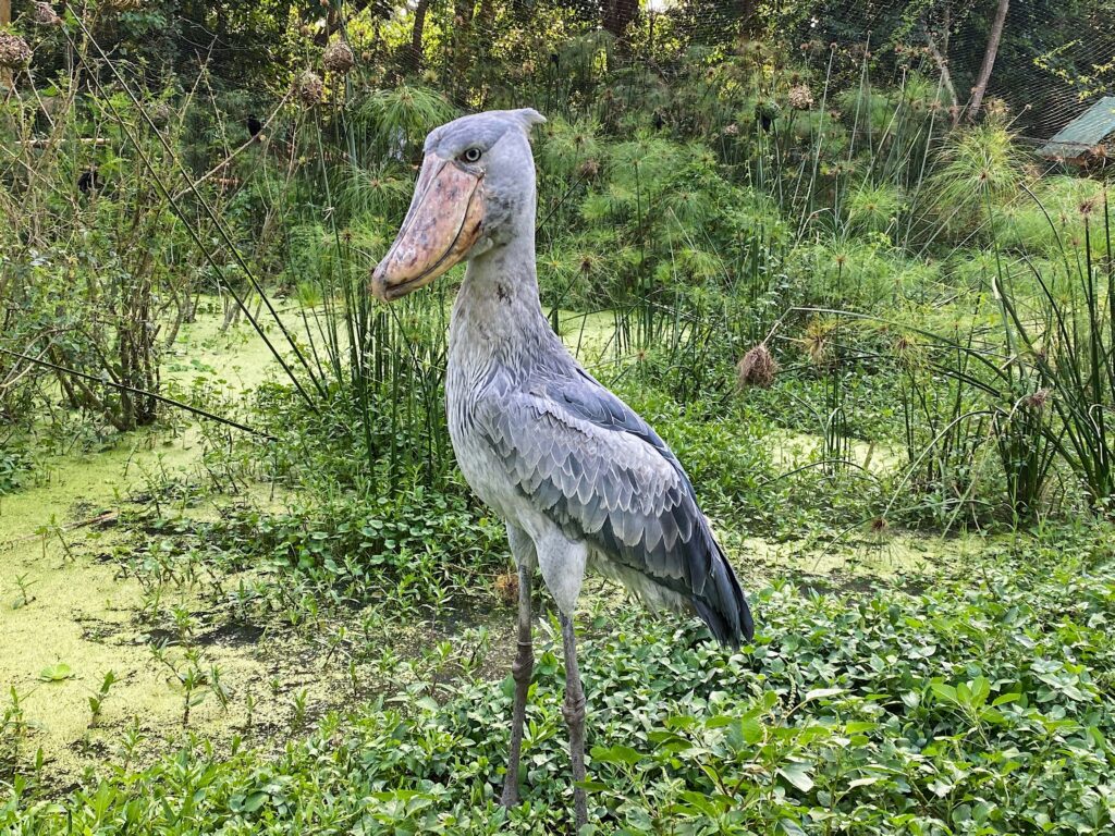 shoebill-stork-VIrunga-mountains