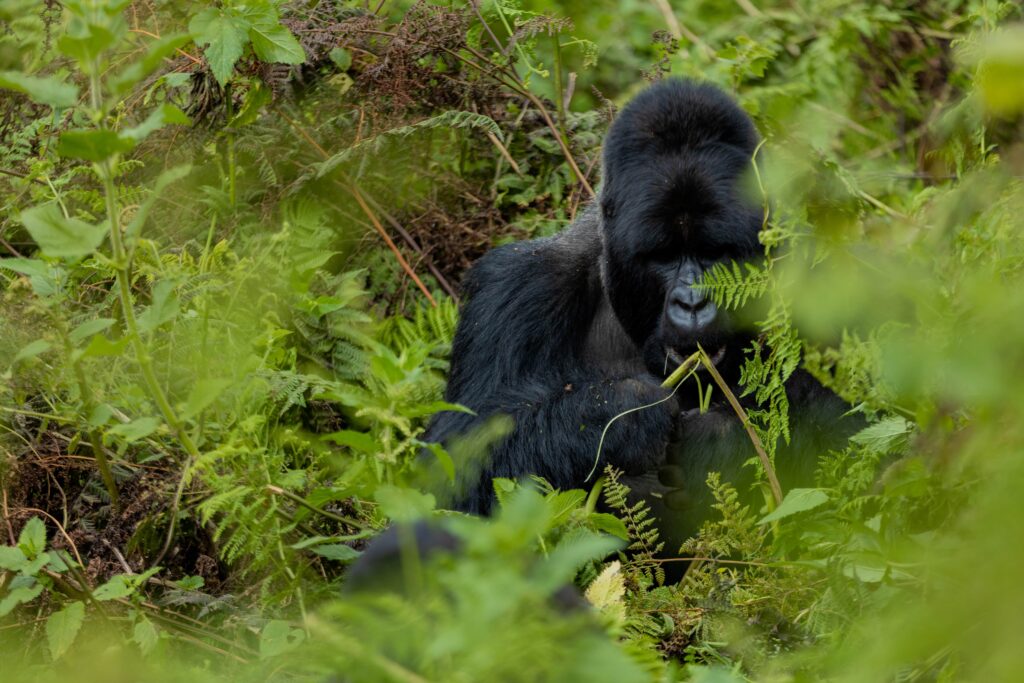 silverback-gorilla