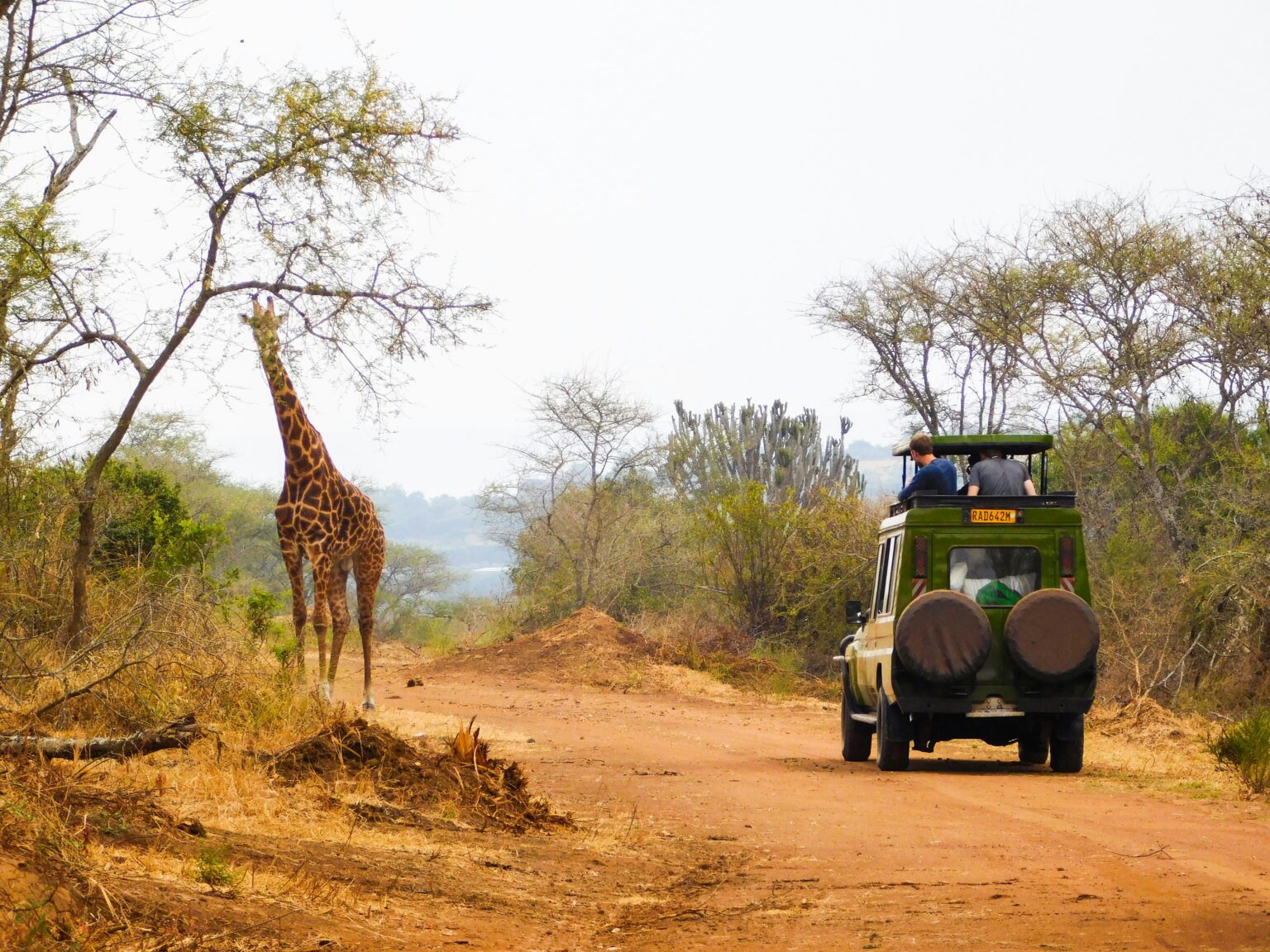 the-best-akagera-national-park-tour-animals