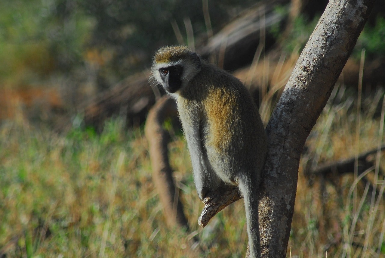 vervet-monkey-rwanda-safari