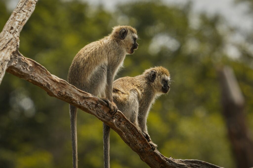 vervet-monkeys-virunga-mountain-gorillas
