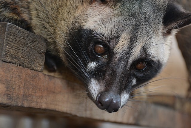 virunga-national-park-civets