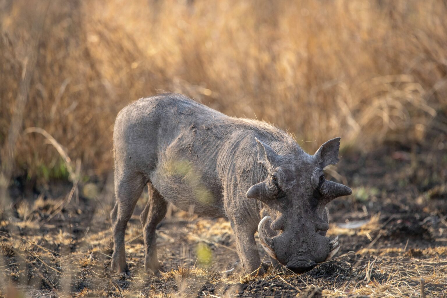 warthog-akagera-park-safari