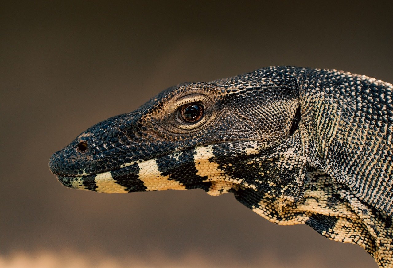 water-monitor-rwanda-safari