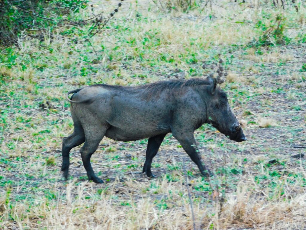 wild-jungle-pigs-Virunga