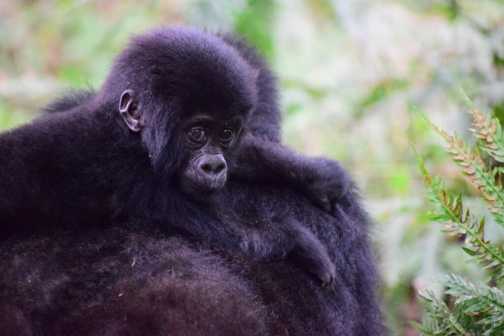 susa-gorilla-family