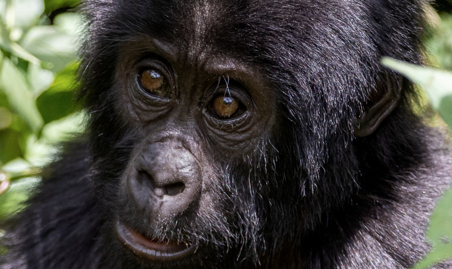 susa-gorilla-group