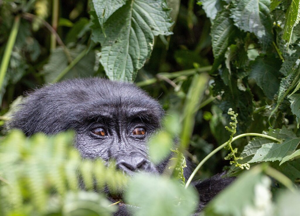 Best-Hotels-In-Musanze-For-Gorilla-Tours