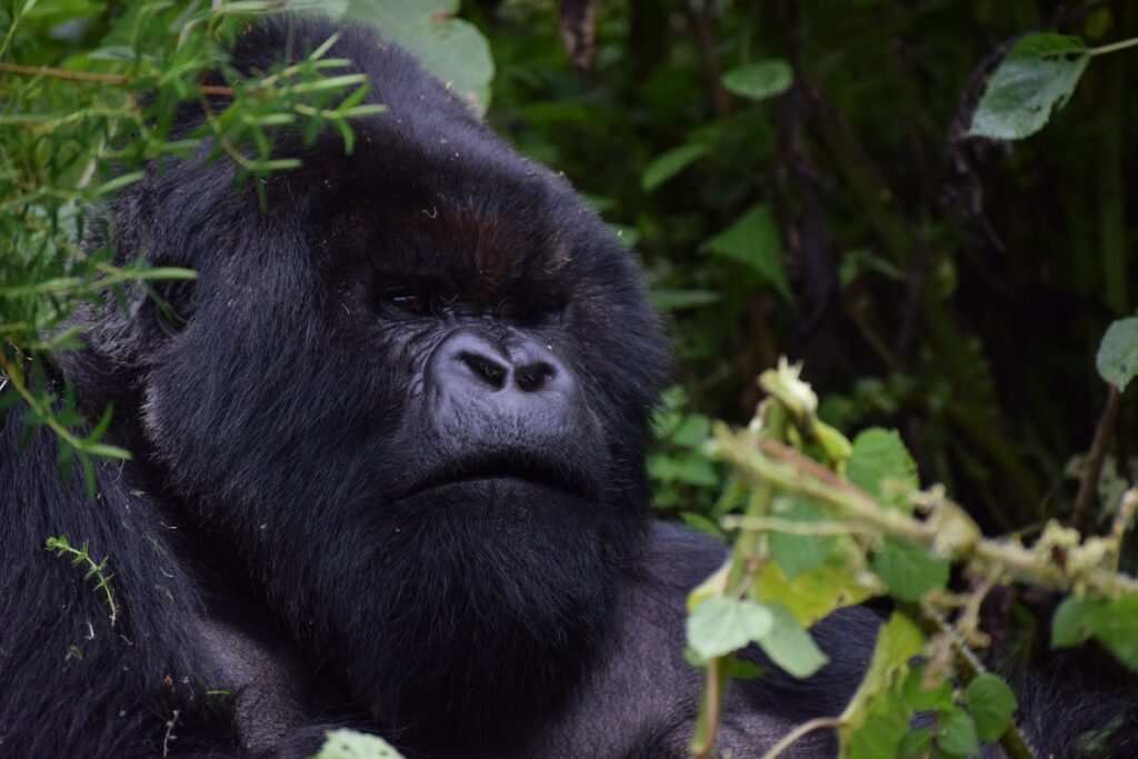 Bwindi-Impenetrable-National-Park-Gorilla-Trekking