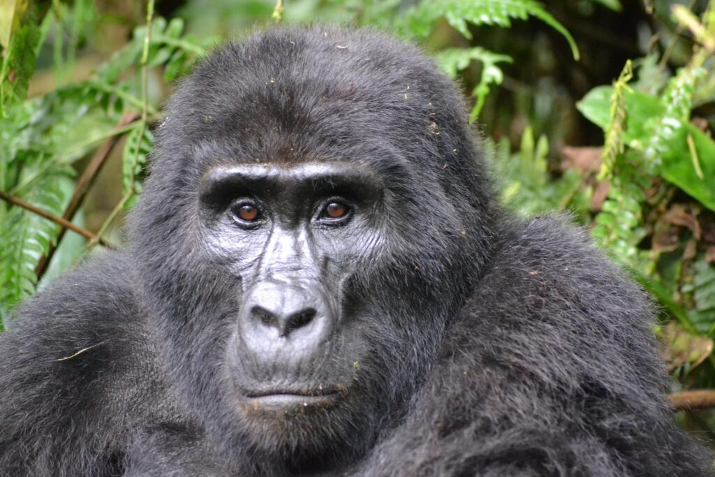 Bwindi-Impenetrable-national-forest-gorilla-trekking